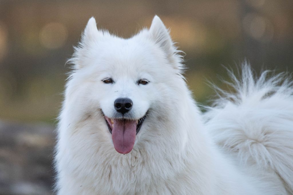 Thoundra of dark eternal snow