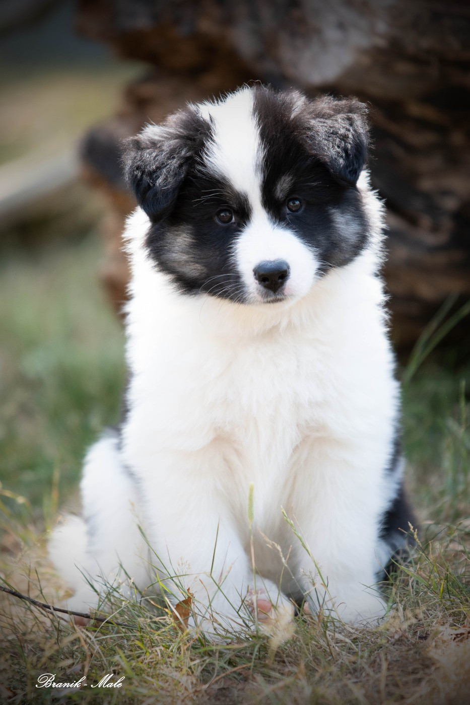 Des Douceurs Nordiques - Chiots disponibles - Laika de iakoutie