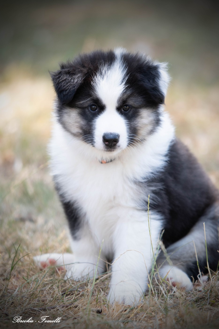Des Douceurs Nordiques - Chiots disponibles - Laika de iakoutie