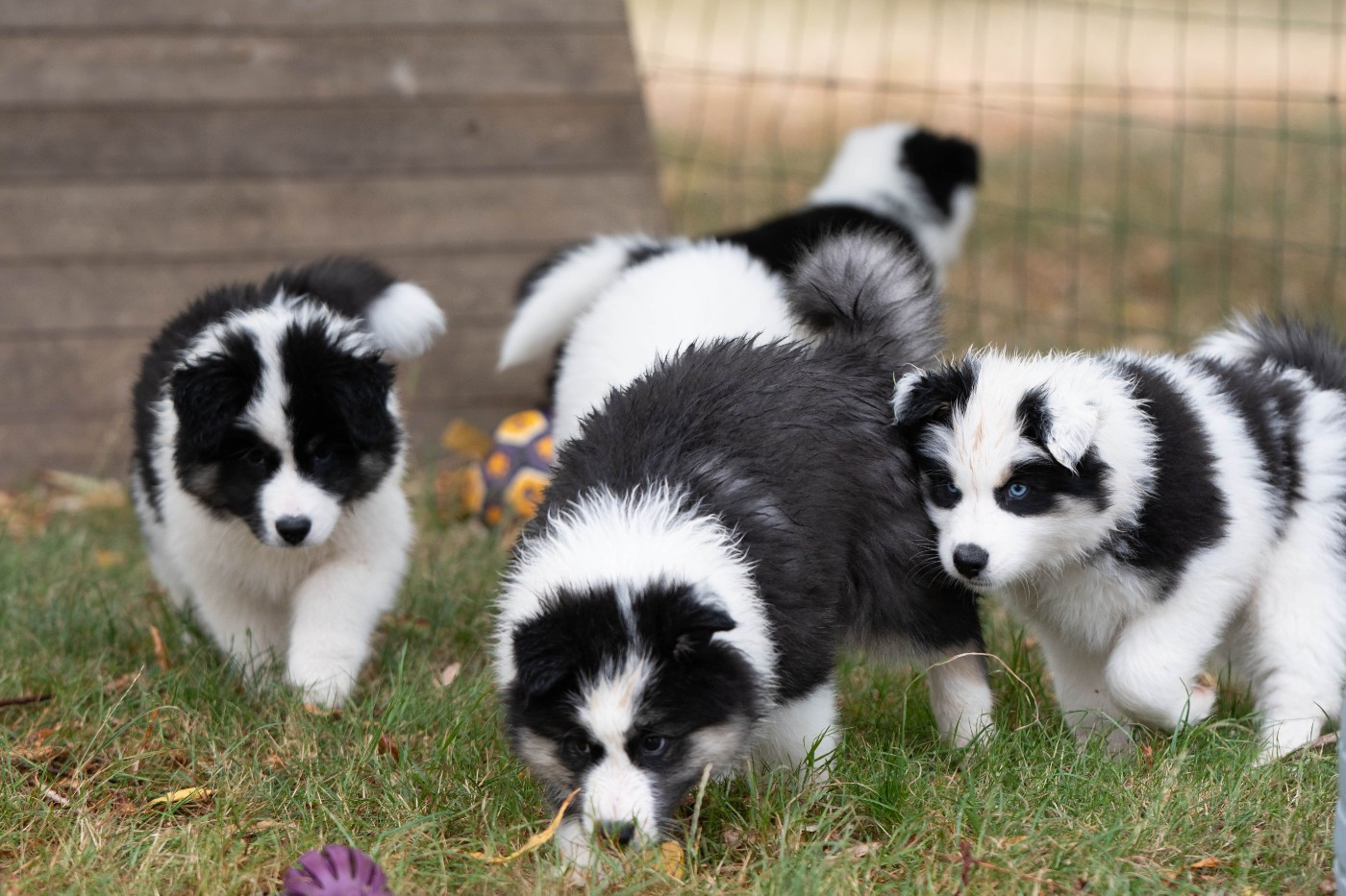 Chiot Laika de iakoutie Des Douceurs Nordiques